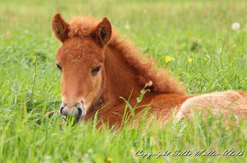 Bjarkar h.jpg - Bjarkar von Heidmoor 3,5 Wochen alt